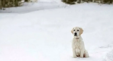Възможно ли е да държите лабрадор на улицата през зимата